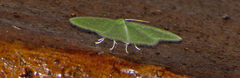 Synchlora frondaria