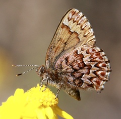 Callophrys eryphon
