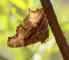 Polygonia satyrus