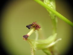 Arthrochilus irritabilis