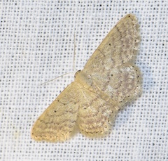 Idaea obsoletaria