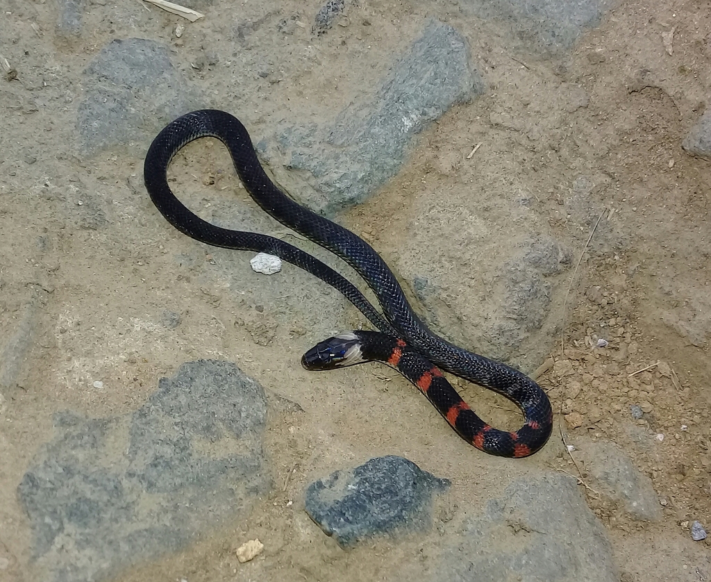 Despax's Ground Snake