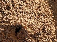 Acromyrmex versicolor