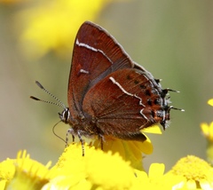 Callophrys spinetorum