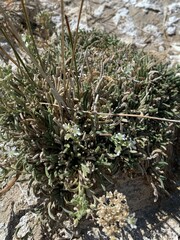 Ivesia kingii eremica