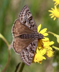 Erynnis telemachus