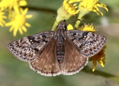 Erynnis telemachus