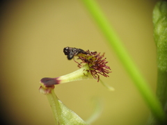 Arthrochilus irritabilis