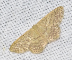 Idaea obsoletaria