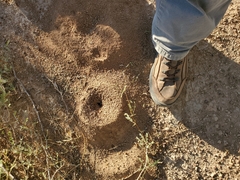 Acromyrmex versicolor