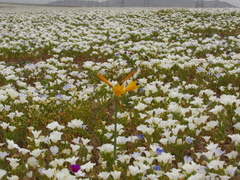 Nolana baccata