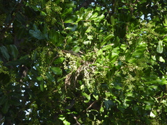 Cupaniopsis anacardioides