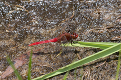 Rhodothemis lieftincki