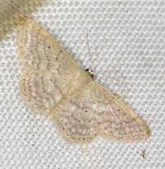 Idaea obsoletaria