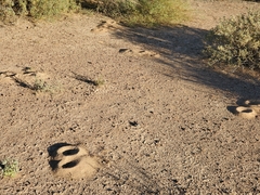 Acromyrmex versicolor