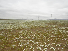 Nolana baccata
