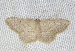 Idaea obsoletaria