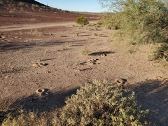 Acromyrmex versicolor
