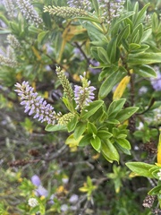 Veronica stricta