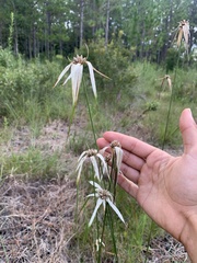 Rhynchospora latifolia