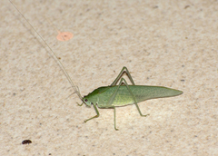 Anaulacomera