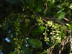 Cupaniopsis anacardioides