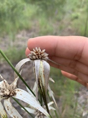 Rhynchospora latifolia