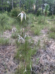 Rhynchospora latifolia