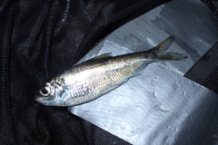 Alosa pseudoharengus