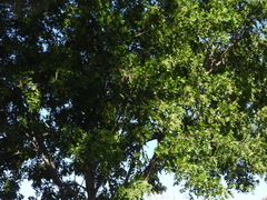 Cupaniopsis anacardioides