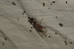 Dicromantispa interrupta