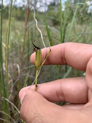 Calopogon tuberosus