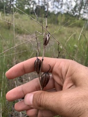 Calopogon tuberosus