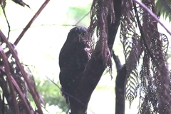 Ninox novaeseelandiae