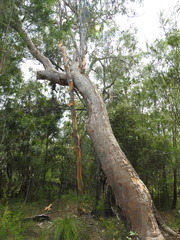 Eucalyptus bancroftii