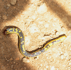 Atractus crassicaudatus