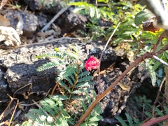 Calliandra peninsularis