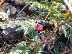 Calliandra peninsularis