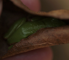 Dendropsophus molitor