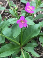 Talinum paniculatum