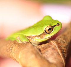 Dendropsophus molitor