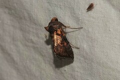 Argyrogramma verruca