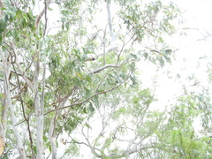 Eucalyptus bancroftii