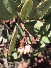 Arctostaphylos rainbowensis