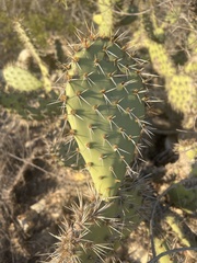 Opuntia semispinosa