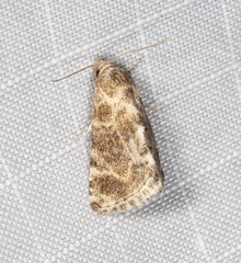 Eublemma glaucochroa