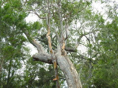 Eucalyptus bancroftii