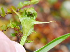 Pterostylis australis