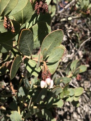 Arctostaphylos rainbowensis