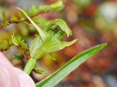 Pterostylis australis